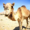 Guess what season it is………. camel pic